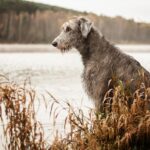 Race de chien : Irish wolfhound