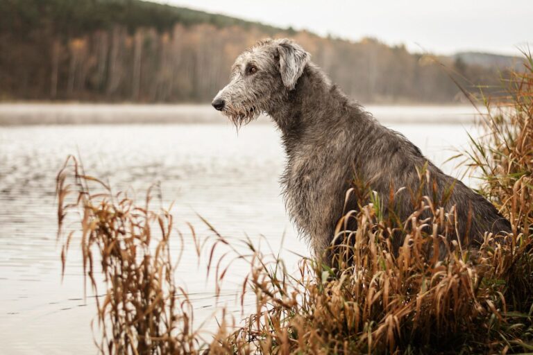 Irish wolfhound