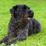 Race de chien : Kerry blue terrier