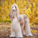 Race de chien : Lévrier afghan