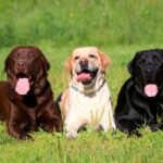 Race de chien : Labrador Retriever