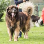 Race de chien : Leonberg