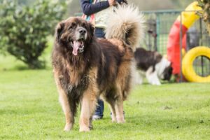 Leonberg