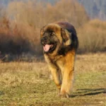 Leonberg