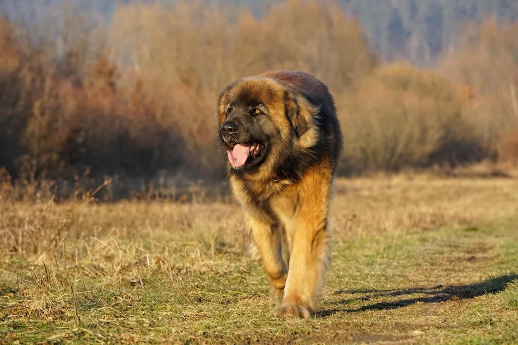Leonberg en pleine nature
