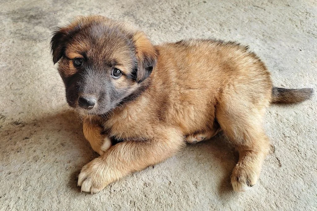 Leonberg chiot