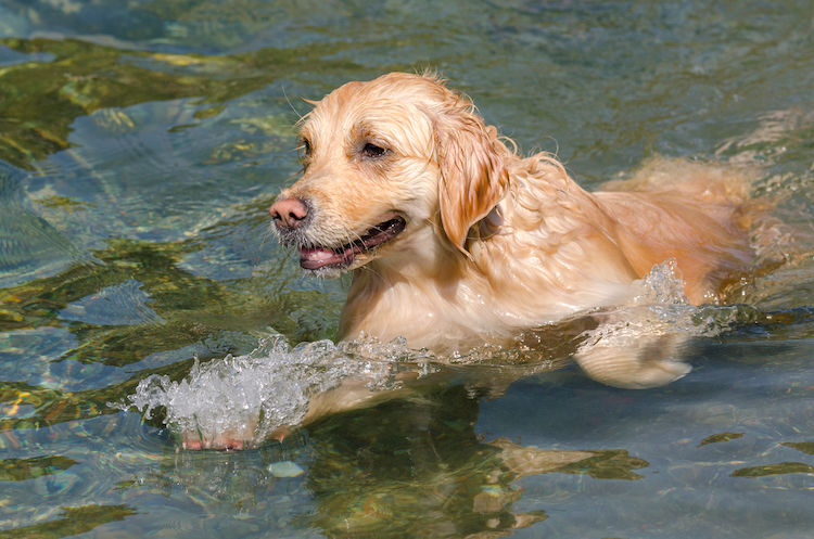 Leptospirose chez le chien : causes, symptômes et traitement
