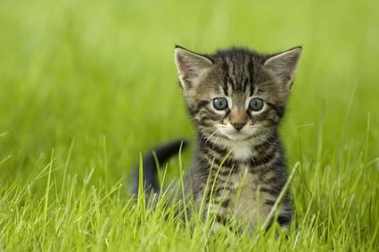4,8 % de chats de race en France