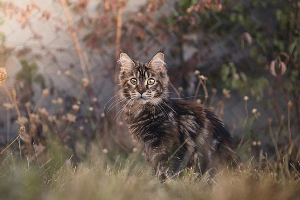 SV - maine coon portrait