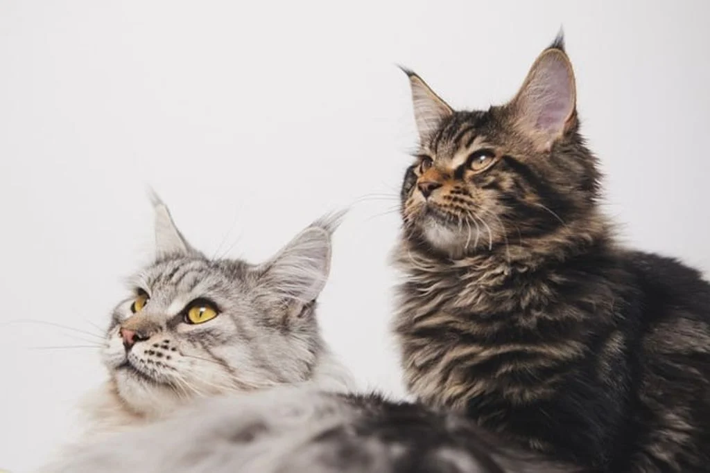 Deux chats Maine Coon