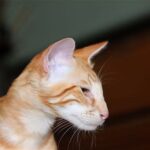 Race de Chat : Mandarin