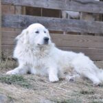 Race de chien : Montagne des pyréenées