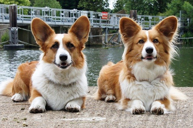 Gale des oreilles : trois formes possibles chez le chien
