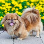 Race de chien : Pekinois