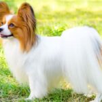Race de chien : Epagneul nain