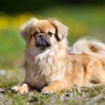 Race de chien : Epagneul tibétain