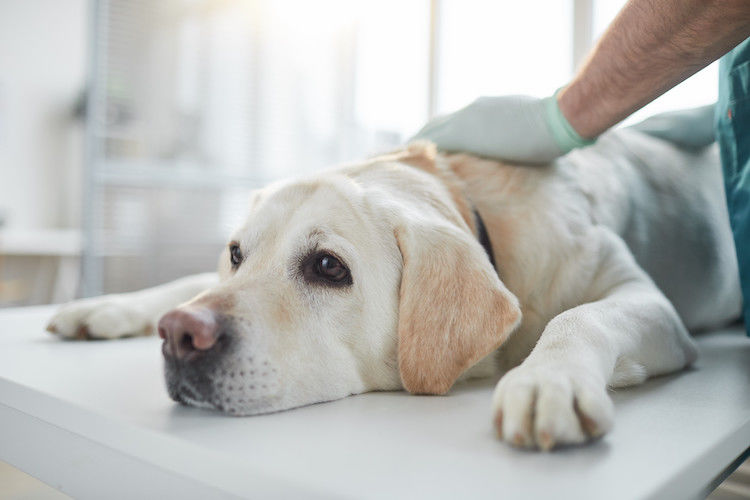 Causes et traitement de la parvovirose canine