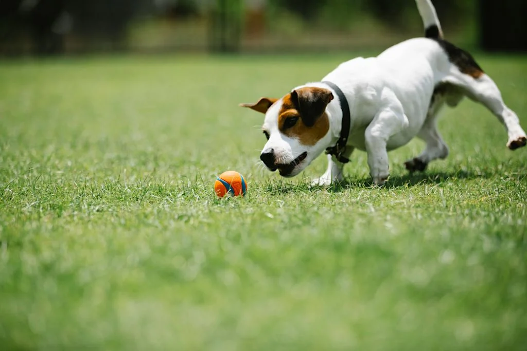 Jack Russell balle