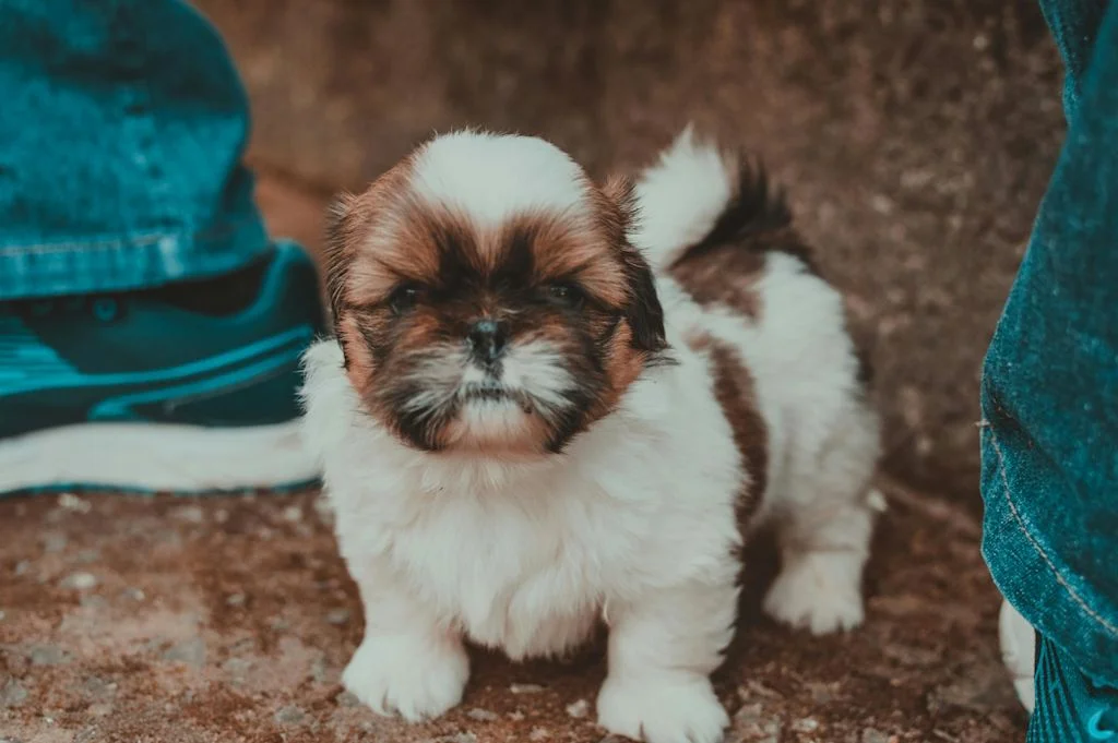 Shih-Tzu chiot