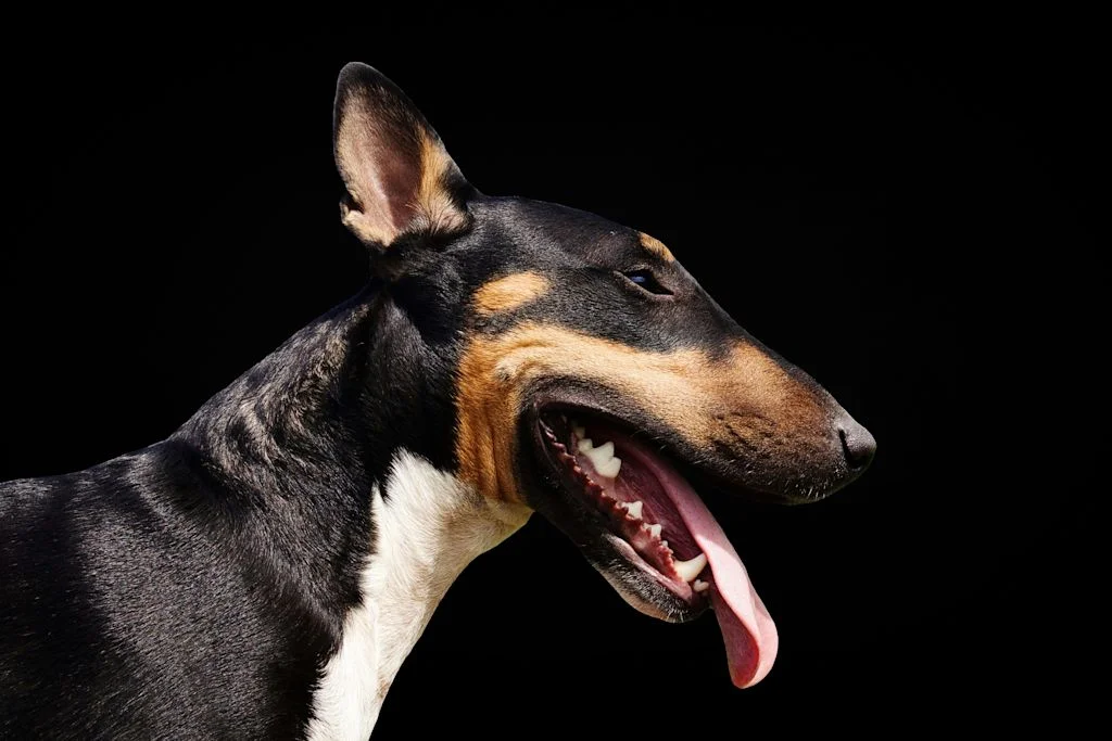 Bull Terrier tricolore