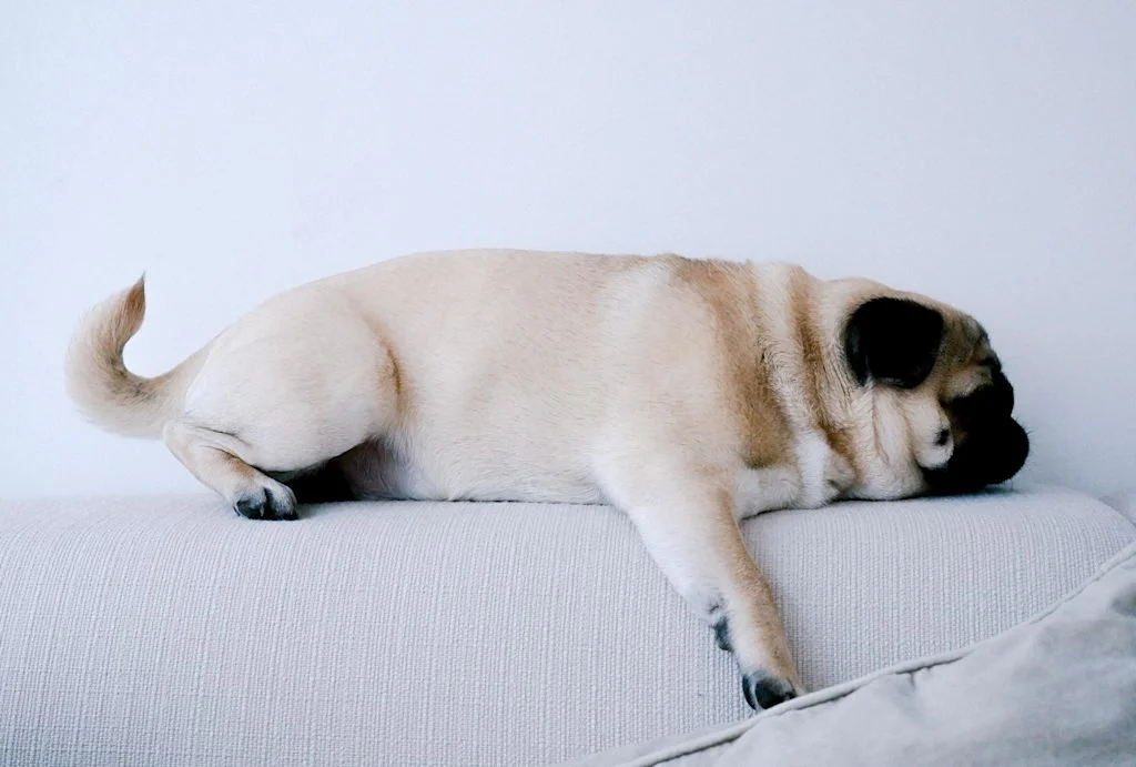 Carlin en pleine sieste