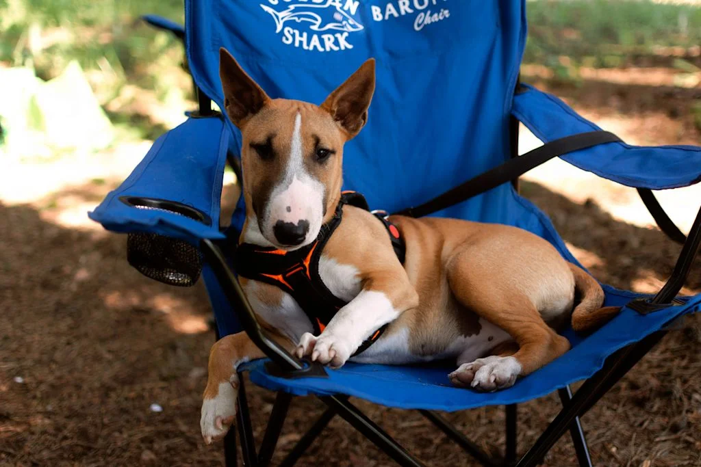 Bull Terrier assis