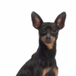 Race de chien : Pinscher allemand