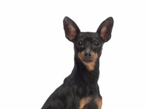 Pinscher allemand