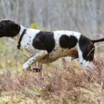 Race de chien : Pointer anglais
