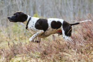 Pointer anglais