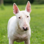 portrait bull terrier