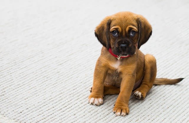Un chien, combien  ça coûte ?