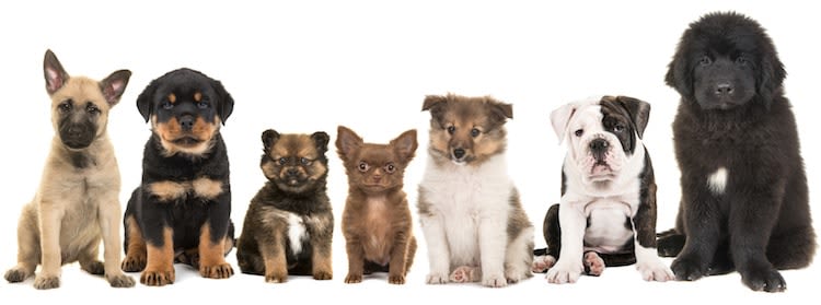 Apprendre au chiot à devenir propre