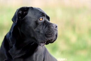 Cane corso