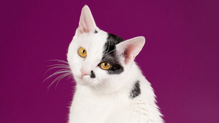 Bobtail japonais