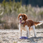 race chien epagneul breton