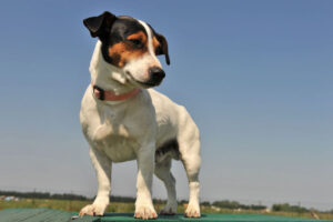 Jack Russell Terrier