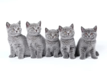 Faut-il castrer- ou stériliser – son chat ?