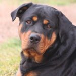 Race de chien : Rottweiler