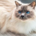Race de Chat : Sacré de Birmanie (Birman)