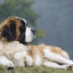 Race de chien : Saint bernard