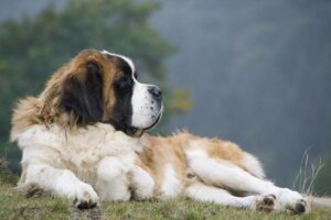 Saint-Bernard