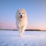Race de chien : Samoyède