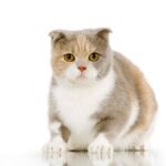 Race de Chat : Scottish fold