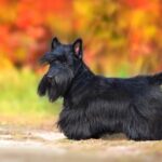 Race de chien : Scottish terrier