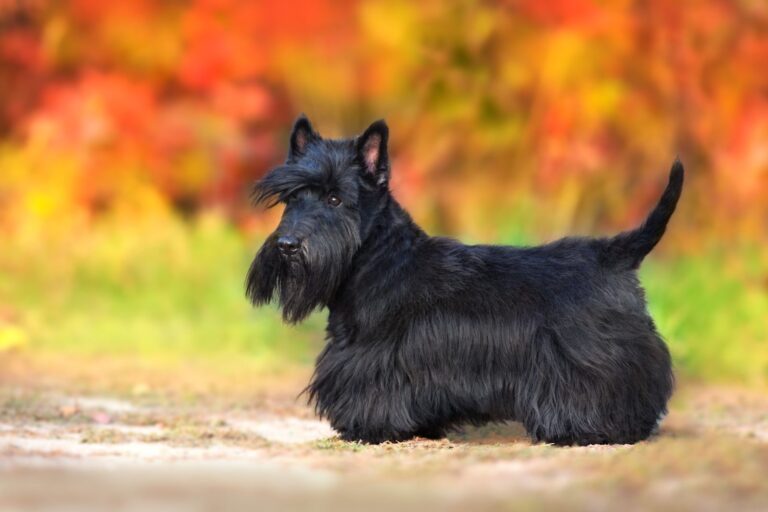 Scottish terrier