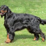 Race de chien :Setter Gordon