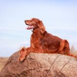 Race de chien : Setter irlandais