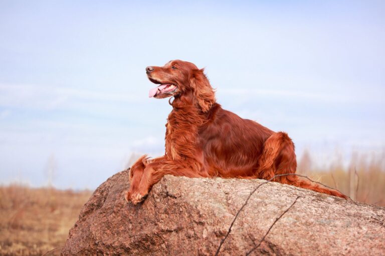 Setter irlandais