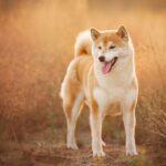 Race de chien : Shiba inu